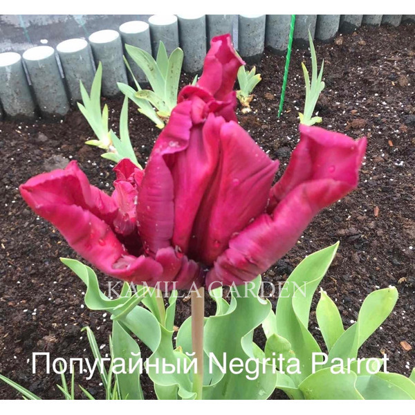Negrita parrot попугаячий тюльпан
