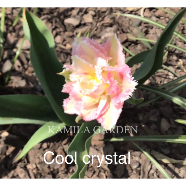 Cool crystal тюльпан