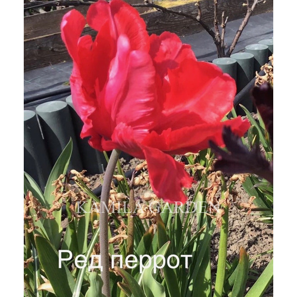 Ред перрот тюльпан