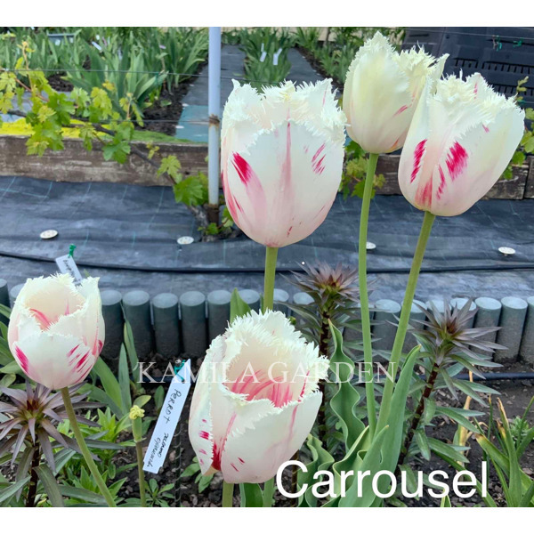 Carrusel торочкуватий тюльпан