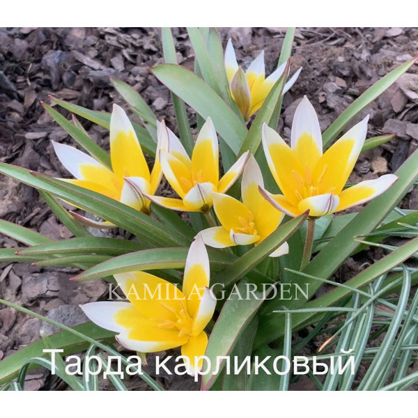Тарда карликовий тюльпан
